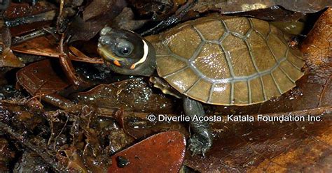 philippine pond turtle|Single hatchling brings hope to ‘Palawan forest turtle’ .